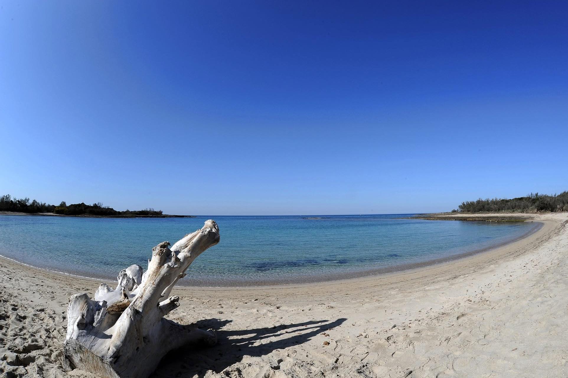 Sabbia, mare azzurro e un tronco sulla spiaggia di Torre Guaceto