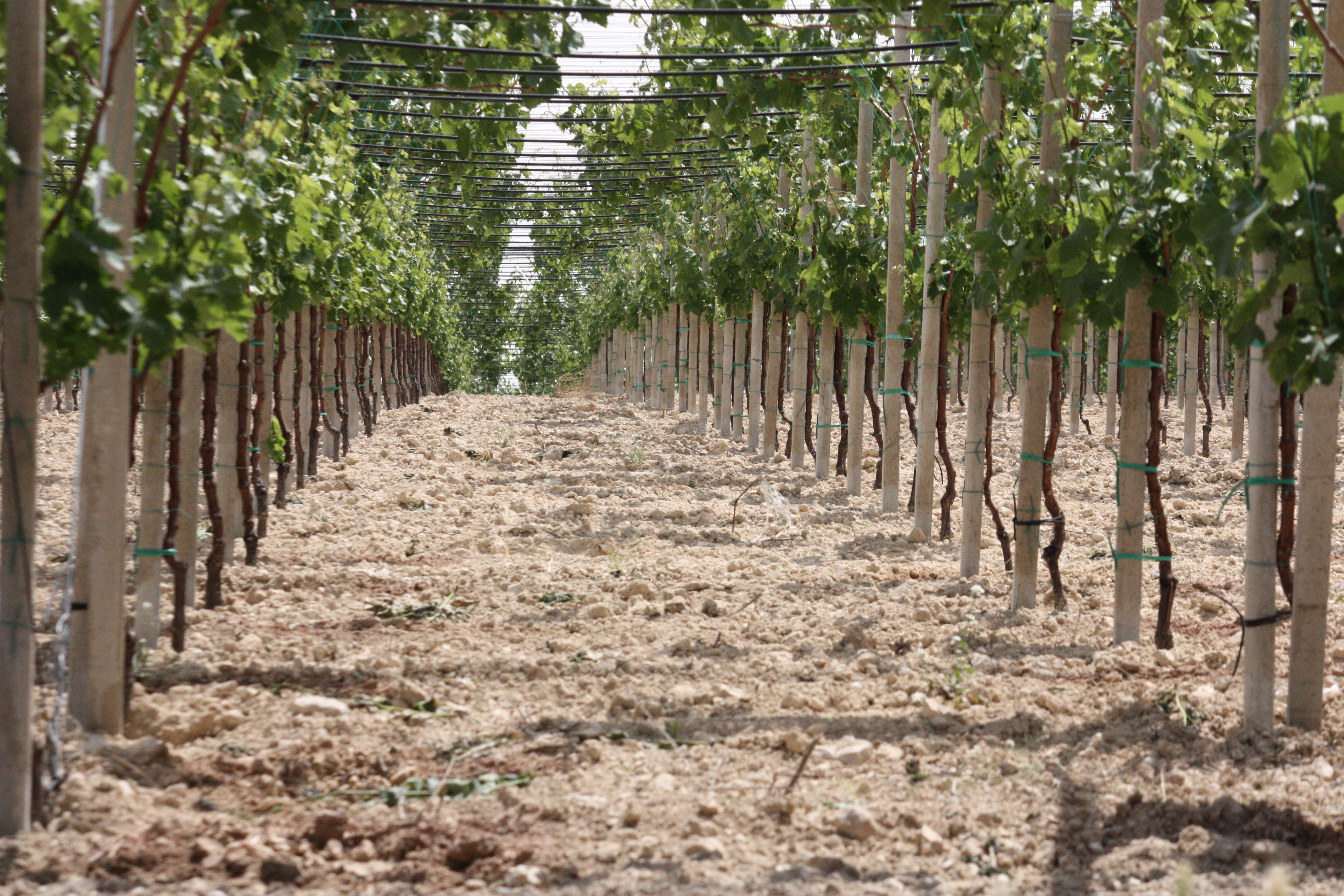 Filari di un vigneto a tendone nella campagna di Barletta
